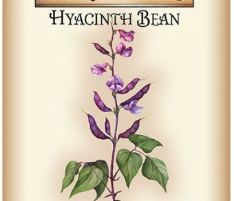 Hyacinth Bean