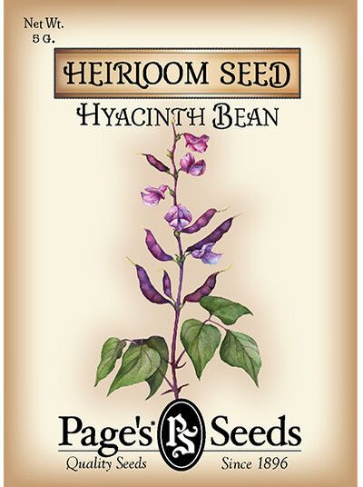 Hyacinth Bean