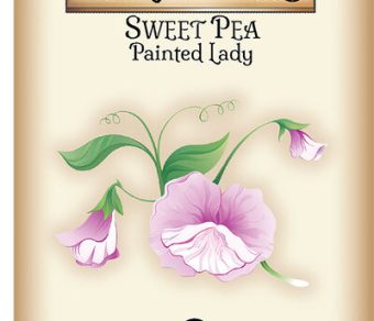 Sweet Pea Painted Lady