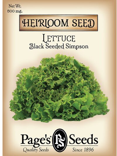Lettuce Black Seeded Simpson