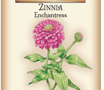 Zinnia Enchantress