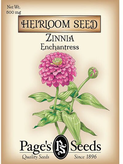 Zinnia Enchantress