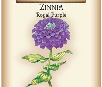 Zinnia Royal Purple