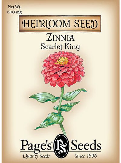 Zinnia Scarlet King