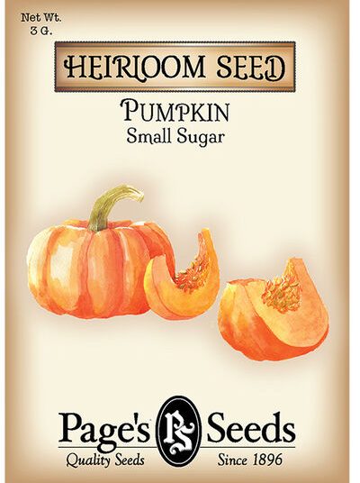 Pumpkin Small Sugar