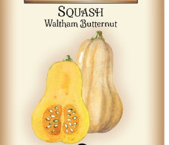 Squash Waltham Butternut