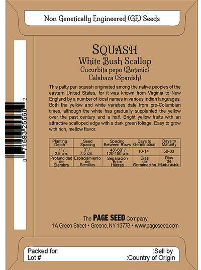 Squash White Bush Scallop