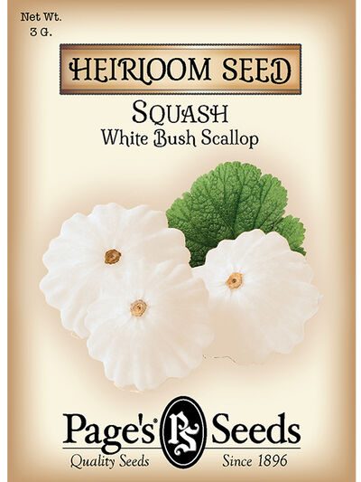 Squash White Bush Scallop