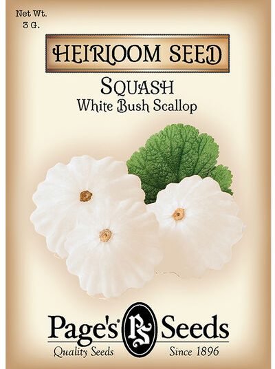 Squash White Bush Scallop