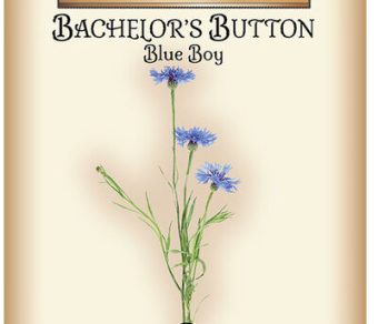 Bachelor's Button Blue Boy