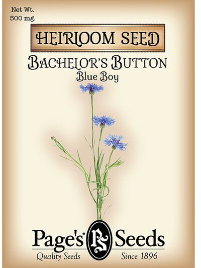 Bachelor's Button Blue Boy