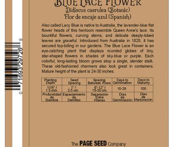 Blue Lace Flower