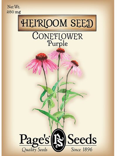 Coneflower Purple