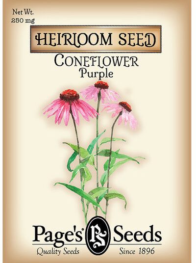 Coneflower Purple