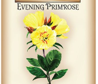 Evening Primrose