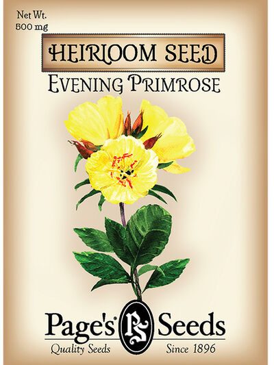 Evening Primrose