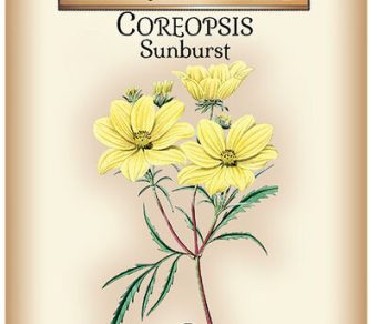 Coreopsis Sunburst