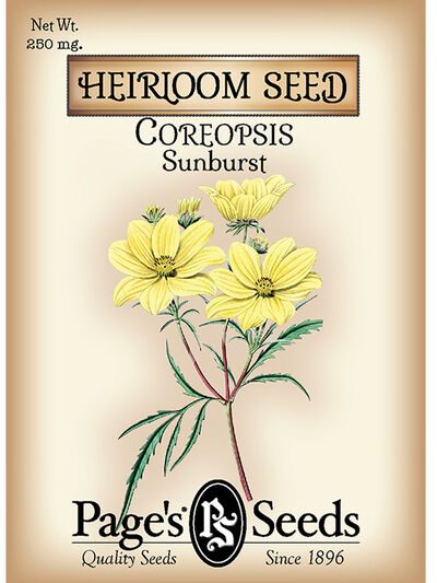 Coreopsis Sunburst