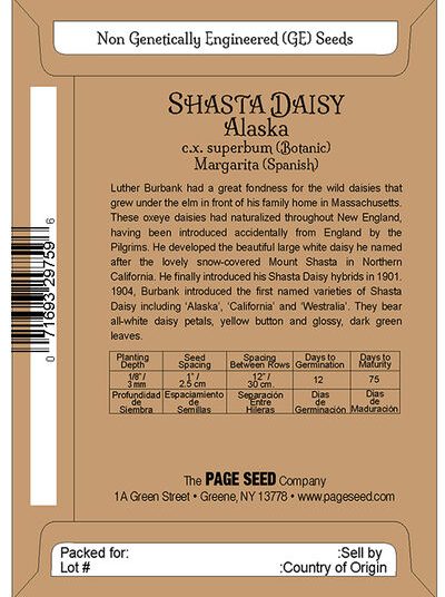 Shasta Daisy Alaska