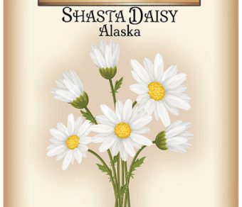 Shasta Daisy Alaska