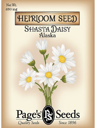 Shasta Daisy Alaska