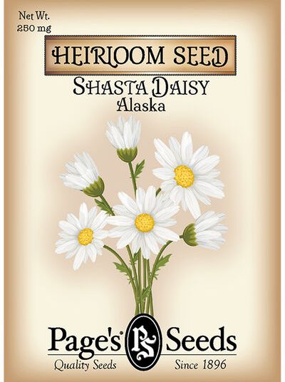 Shasta Daisy Alaska