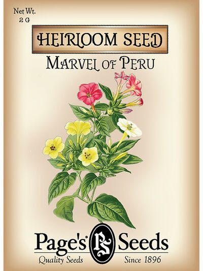 Marvel of Peru
