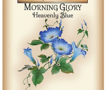 Morning Glory Heavenly Blue
