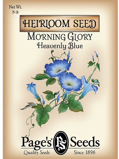 Morning Glory Heavenly Blue