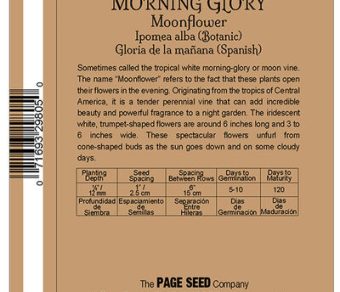 Morning Glory Moonflower