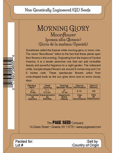 Morning Glory Moonflower