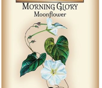 Morning Glory Moonflower