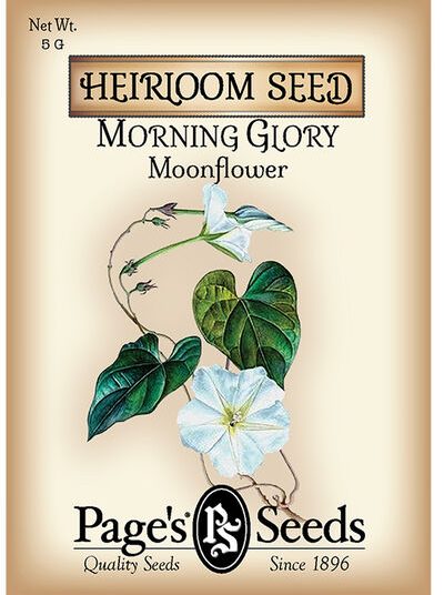 Morning Glory Moonflower