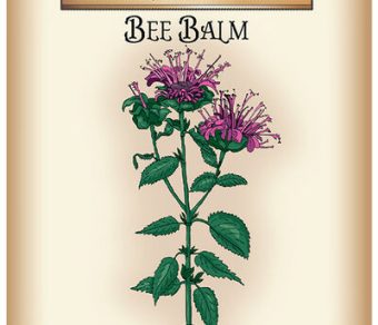 Bee Balm