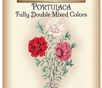 Portulaca Fully Double Mixed Colors