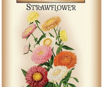 Strawflower