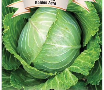 Cabbage Golden Acre