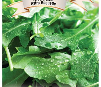 Arugula Astro