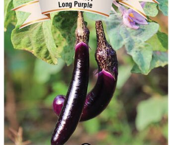 Eggplant Long Purple