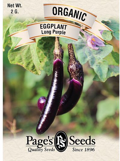 Eggplant Long Purple