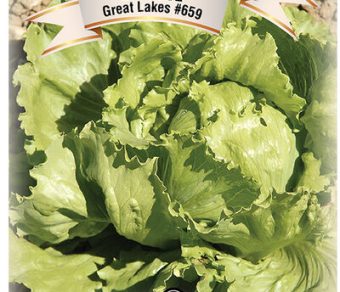 Lettuce Great lakes