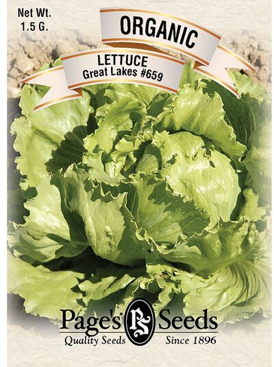 Lettuce Great lakes