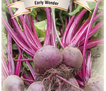Beet Early Wonder