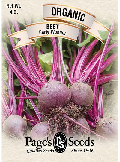Beet Early Wonder
