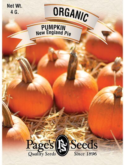 Pumpkin New England Pie