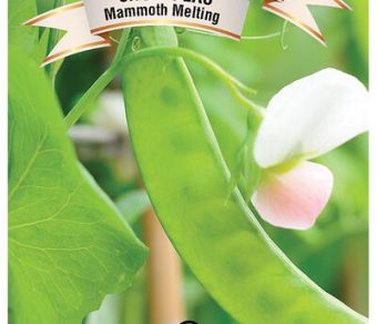 Snow Pea Mammoth Melting