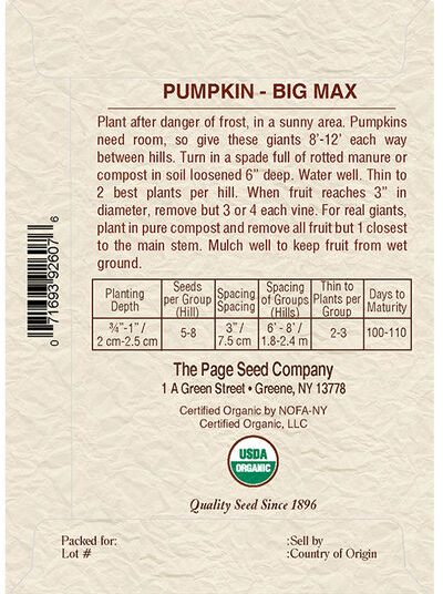 Pumpkin Big Max