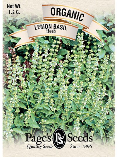Lemon Basil Herb