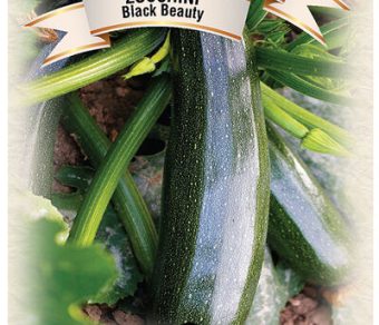 Zucchini Black Beauty