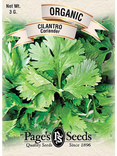 Cilantro Coriander